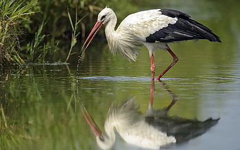 Stork, bird, reflection, water HD wallpaper