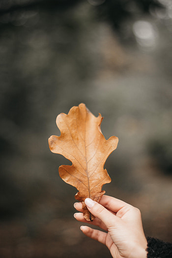 Autumn, Hand, Miscellanea, Miscellaneous, Sheet, Leaf, Fingers, Veins, Oak HD phone wallpaper