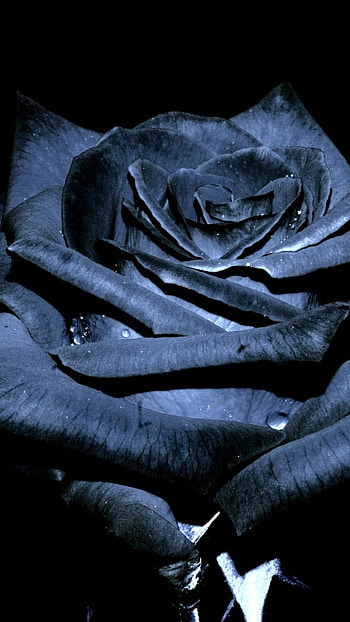 Black Rose, Black Background HD phone wallpaper