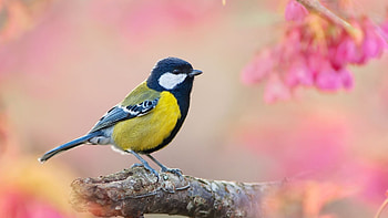 Bird spring, Pink blurred background, Full , Cute animal HD wallpaper