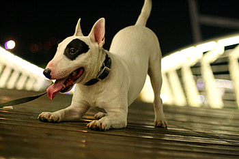 Cute Bull Terrier, clever, cute, lovely, bull terrier HD wallpaper