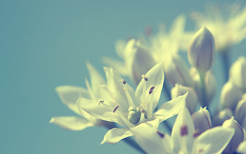 Flowers, Background, Macro HD wallpaper
