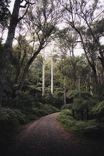 Nature, Trees, Road, Turn, Forest HD phone wallpaper