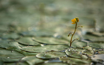 Flower, Macro, Glare, Sprout HD wallpaper