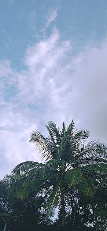 natural, sky, nature, tree HD phone wallpaper