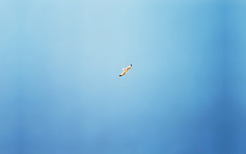 lonely bird, clouds, sky, bird, lonely HD wallpaper