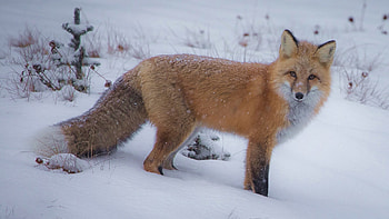 Fox, animal, tail, snow HD wallpaper