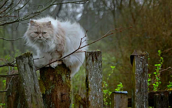 Are you looking at me?, animals, fence, cute, cat, pet HD wallpaper