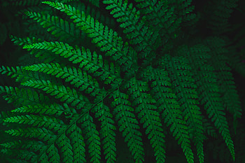 Green leaves, tree branches, spring HD wallpaper