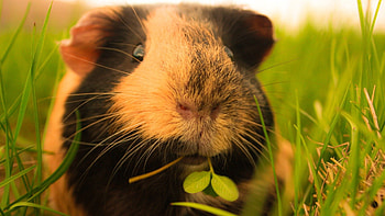 Animals, Grass, Fluffy, Guinea Pig HD wallpaper