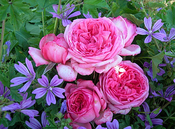 Flowers, Roses, Greens, Garden, Buds HD wallpaper