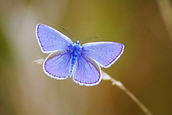 Forever blue, softness, graphy, , insects, grass, spring, summer, butterfly, abstract, animals, field, macro HD wallpaper