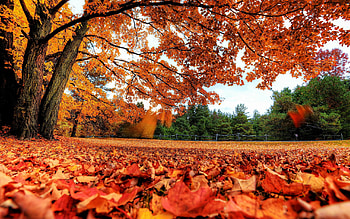 Fall maple leaves, , Autumn bliss, Vibrant foliage HD wallpaper