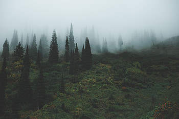 Nature, Trees, Grass, Fog HD wallpaper