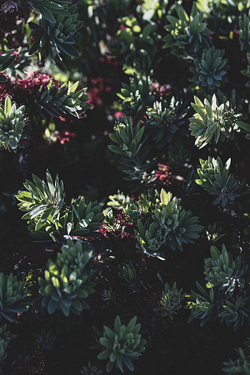 Nature, Leaves, Bush, Plant, Bloom, Flowering HD phone wallpaper