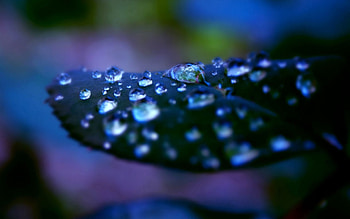 Drops, Macro, Surface, Shadow, Dew HD wallpaper