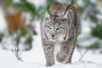 Stunning lynx, , Nature's beauty, Mesmerizing wilderness HD wallpaper