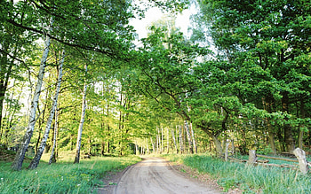 Plants, Landscape, Trees, Roads HD wallpaper