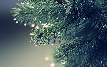 Fir, branch, wet, green, water drops HD wallpaper