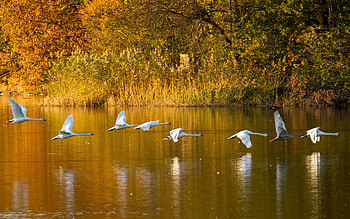 Swans at Flight, autumn, flight, swans, lake HD wallpaper