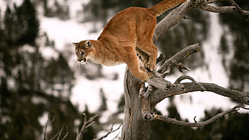 Animals, Puma, Wood, Tree, Branches, Bounce, Jump, Blurred Background HD wallpaper