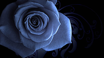 Macro, Rose Flower, Rose, Petals, Beautiful HD wallpaper
