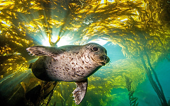 Adorable seal pup, Wide-screen delight, Pleasing visuals, treasure HD wallpaper