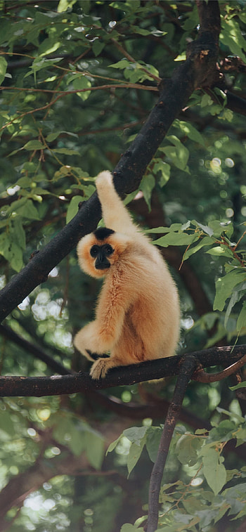 Gibbon , Best gibbon , Gibbon HD phone wallpaper