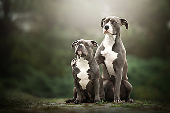 American Pit Bull Terrier, Animal, Dog, Dogs HD wallpaper