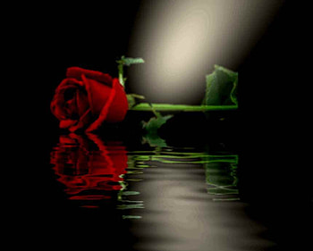 red rose reflecting in the pool, reflecting, pool, red rose, lovely HD wallpaper