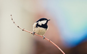 Bird, animal, leaf, nature HD wallpaper