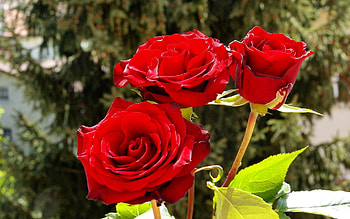 Flowers, Roses, Bright, Wood, Tree, Bouquet, Sunny HD wallpaper