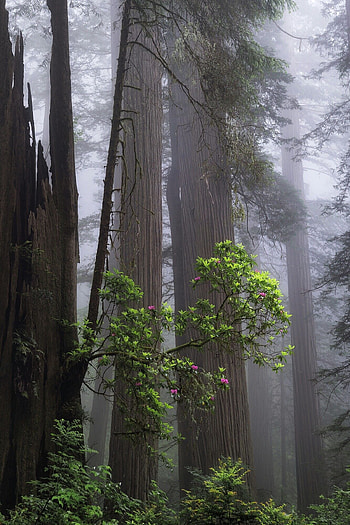 Redwood tree, Rhododendron bloom, Botanical delights HD phone wallpaper