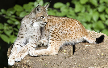 Animals, Iris, Rock, Lie, To Lie Down, Predator, Stone HD wallpaper