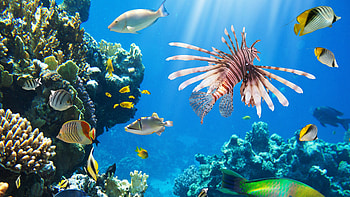 Colorful tropical fish, Coral reef ecosystem, Beautiful underwater scenery, Exotic marine life HD wallpaper