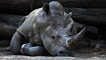 Animals, Lies, Rhinoceros, Horn HD wallpaper