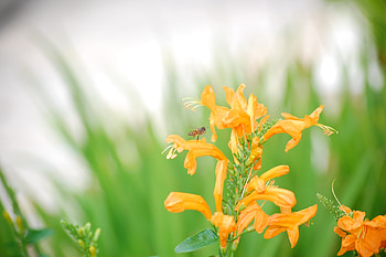 the Bee, animal, flower, green, fly, insect HD wallpaper