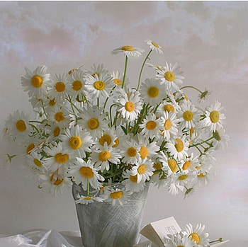 Beautiful Daisies, still life, white, soft, flowers, daisies HD wallpaper