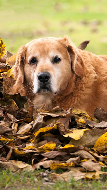 Cat And Dog, Pets, Cat, Dog, Animals HD phone wallpaper