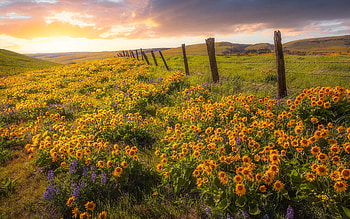yellow wildflowers, flower field, evening, sunset, Columbia Hills State Park, Washington State, USA HD wallpaper