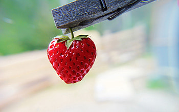Food, Strawberry, Berry, Ripe HD wallpaper