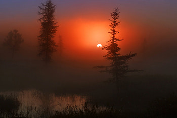 Just Wonderful, nature, amazing, tree, sunset HD wallpaper