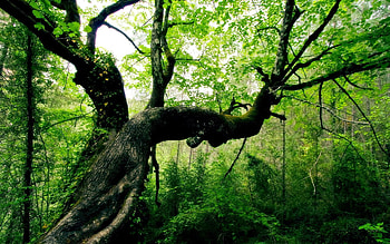 Nature, Leaves, Wood, Forest, Tree, Creepy, Bends, Trunk HD wallpaper