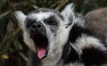 Animals, Muzzle, Cool, Lemur, To Yawn, Yawn HD wallpaper