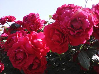 Red roses, summer, pretty, roses, red, flowers HD wallpaper