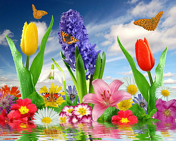 Colorful Flowers, colors, flowers, bloom, reflection HD wallpaper