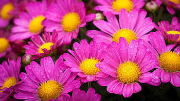 Wet yellow/pink flowers, Wet, Yellow, Blossoms, Petals, Flowers, Blooms, Pink HD wallpaper