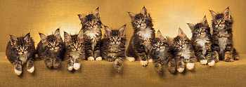Kittens, pisica, animal, kitten, yellow, cat, maine coon HD wallpaper