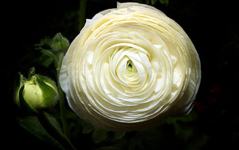 White Rose, circular, white, shadow, buds, large, spiral, closeup, rose, petals, flower, layers, nature HD wallpaper