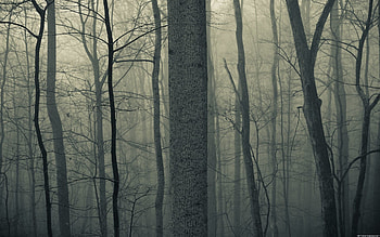 Nature trees forests woods trunk haze fog mist dark bark spooky ... ... HD wallpaper